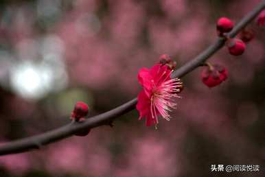 梅花形容什么角色，梅花象征什么角色