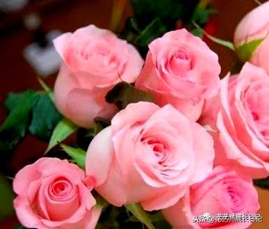 戴安娜粉玫瑰意味着什么？戴安娜玫瑰意味着什么？