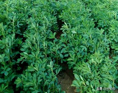 如何在农村种植苜蓿草，苜蓿草的种植条件是什么？