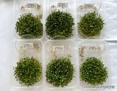 如何在农村种植苜蓿草，苜蓿草的种植条件是什么？