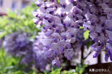 紫藤花是什么意思？