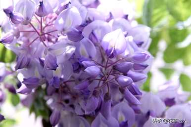 紫藤花是什么意思？