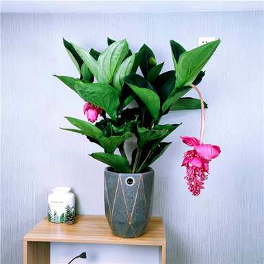 花坛植物有哪些，花坛植物有哪些品种？