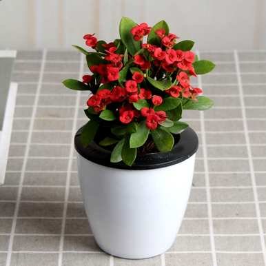 花坛植物有哪些，花坛植物有哪些品种？