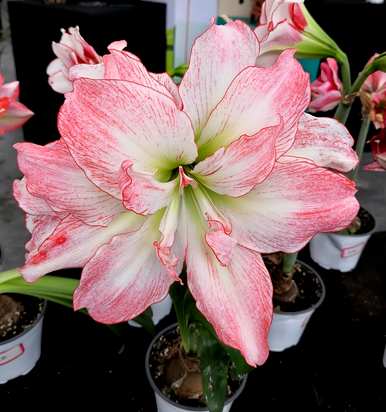 花坛植物有哪些，花坛植物有哪些品种？