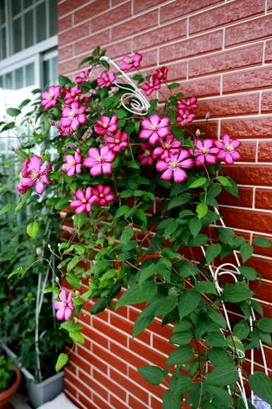 花坛植物有哪些，花坛植物有哪些品种？
