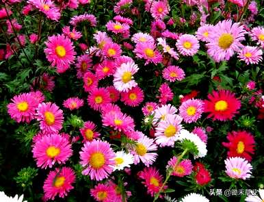翠菊的花语是什么意思，翠菊的花语是什么？