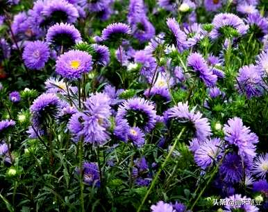 翠菊的花语是什么意思，翠菊的花语是什么？