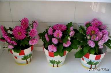 翠菊的花语是什么意思，翠菊的花语是什么？