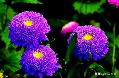 翠菊的花语是什么意思，翠菊的花语是什么？