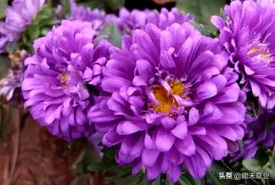 翠菊的花语是什么意思，翠菊的花语是什么？