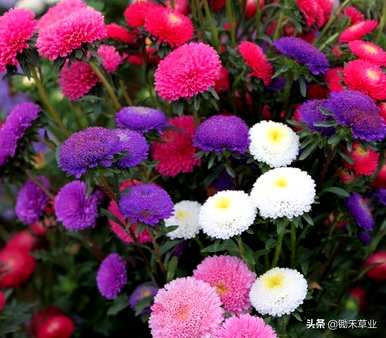 翠菊的花语是什么意思，翠菊的花语是什么？