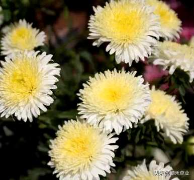 翠菊的花语是什么意思，翠菊的花语是什么？
