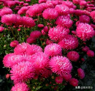 翠菊的花语是什么意思，翠菊的花语是什么？