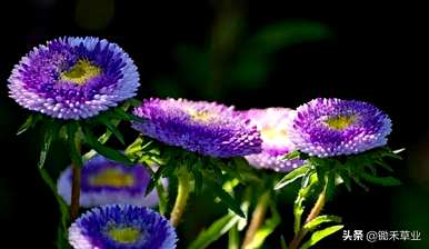翠菊的花语是什么意思，翠菊的花语是什么？
