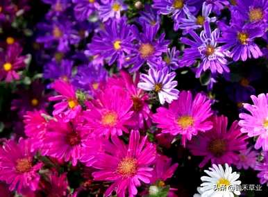 翠菊的花语是什么意思，翠菊的花语是什么？