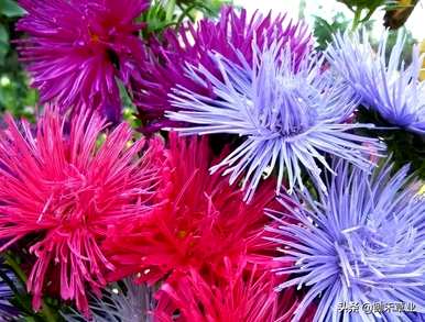 翠菊的花语是什么意思，翠菊的花语是什么？