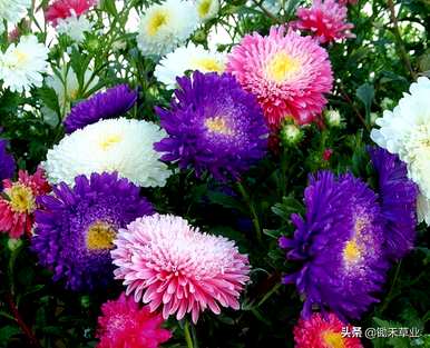 翠菊的花语是什么意思，翠菊的花语是什么？