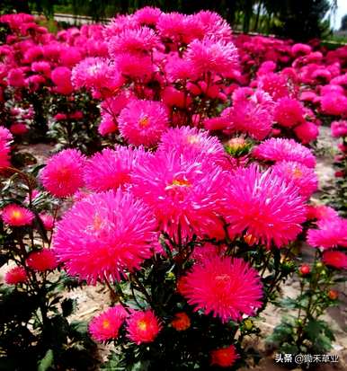 翠菊的花语是什么意思，翠菊的花语是什么？
