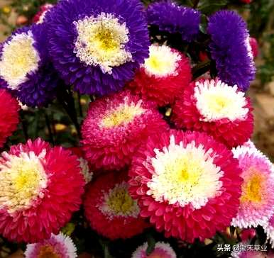 翠菊的花语是什么意思，翠菊的花语是什么？