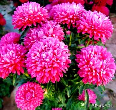 翠菊的花语是什么意思，翠菊的花语是什么？