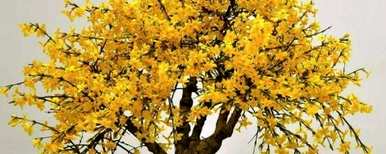 如何饲养迎春花盆景？迎春花盆景喜肥