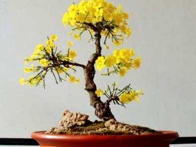 如何饲养迎春花盆景？迎春花盆景喜肥