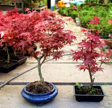 如何种植红枫，如何种植红枫？