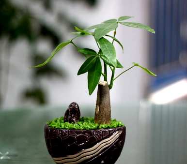 发财树黄叶怎么办，发财树白虫子怎么办？