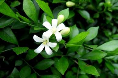 九里香怎么养才能开花？九里香果有什么用？