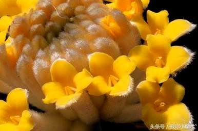 结香花的花语是什么，结香花的花语是什么