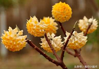 结香花的花语是什么，结香花的花语是什么