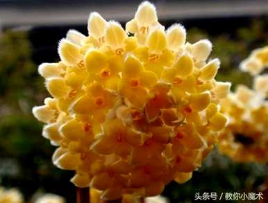 结香花的花语是什么，结香花的花语是什么
