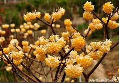 结香花的花语是什么，结香花的花语是什么