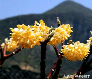 结香花的花语是什么，结香花的花语是什么