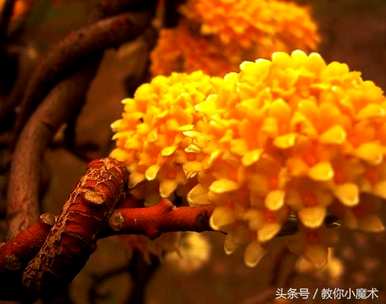 结香花的花语是什么，结香花的花语是什么