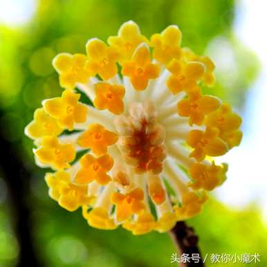 结香花的花语是什么，结香花的花语是什么