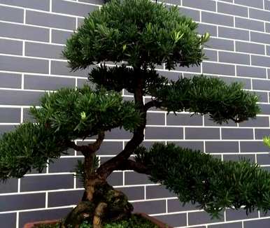 如何饲养罗汉松盆景？罗汉松盆景视频