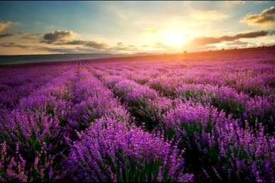 英国蓝薰衣草花语，薰衣草花语是什么？
