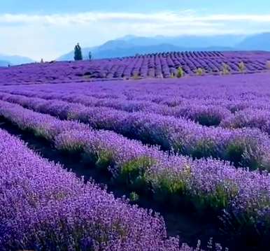 英国蓝薰衣草花语，薰衣草花语是什么？