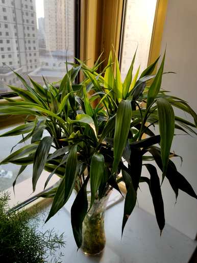 什么是水培植物好看，什么是水培植物？