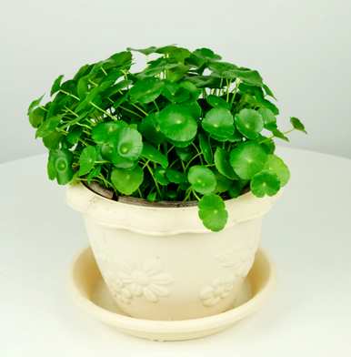 什么是水培植物好看，什么是水培植物？