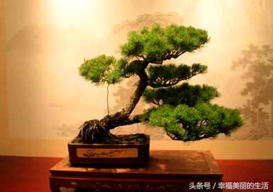 欢迎松盆景养殖方法，模拟欢迎松盆景制作