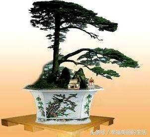 欢迎松盆景养殖方法，模拟欢迎松盆景制作