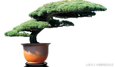 欢迎松盆景养殖方法，模拟欢迎松盆景制作