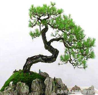 欢迎松盆景养殖方法，模拟欢迎松盆景制作