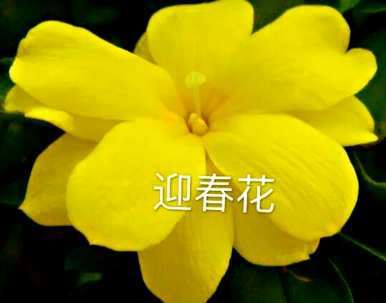 迎春花的种类和养殖方法视频，迎春花的种类有哪些？