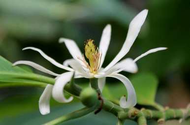 种植白兰花最好的土壤是什么？如何种植白兰花树？