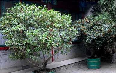 怎样养桂花盆景才能养好，怎样养桂花盆景？