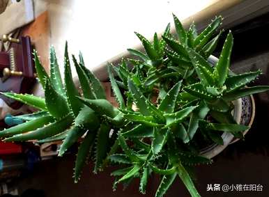 芦荟怎么养才能开花，芦荟怎么养才能长好？